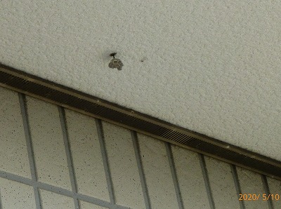 ハチの巣がアパートのベランダ天井に さいたま市で さいたま市浦和の住まい探しと不動産 住ステーション浦和